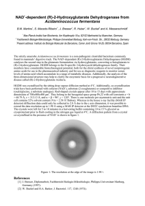 Acidaminococcus fermentans