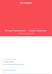 Energy Transformation — Cellular Respiration
