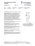Anti-Phospho-Ser181 TAO2 Antibody