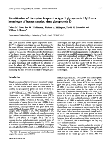 Identification of the equine herpesvirus type 1 glycoprotein 17/18 as