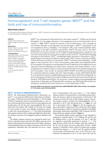 Immunoglobulin and T cell receptor genes: IMGT® and