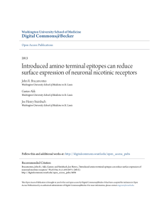 Introduced amino terminal epitopes can reduce surface expression