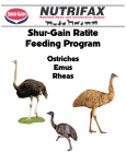 Shur-Gain Ratite Feeding Program