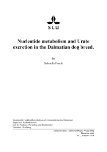 Nucleotide metabolism and Urate excretion in the Dalmatian dog
