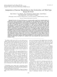 Adaptation of Sucrose Metabolism in the Escherichia coli Wild