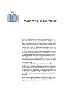 10 Translocation in the Phloem Chapter