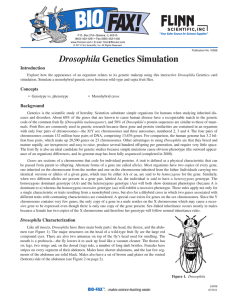 Drosophila Genetics Simulation