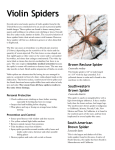 Violin Spiders - San Gabriel Valley Mosquito and Vector Control