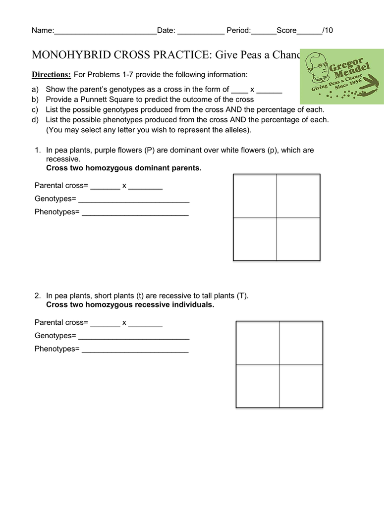 Monohybrid Crosses Worksheet Answers