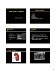 Kidneys Ureters Bladder Urethra Adrenal glands Internal and