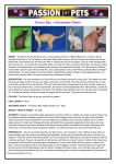 Devon Rex - Information Sheet