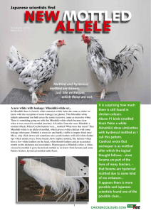 new mottled allele - Chickencolours.com