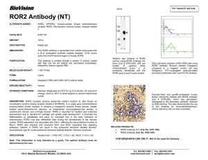 ROR2 Antibody (NT)