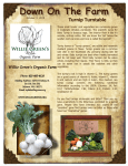Turnip Turntable - Willie Green`s Organic Farm