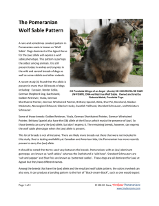 The Pomeranian Wolf Sable Pattern