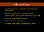 Chromomere - aqinfo.com
