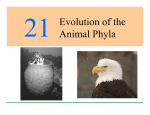 Evolution of the Animal Phyla