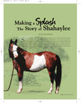 Shahaylee 4.07 - American Morgan Horse Association