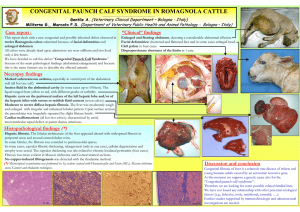 congenital paunch calf syndrome in romagnola cattle