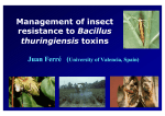 Insectos resistentes: el reto de las plantas transgénicas