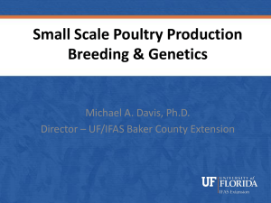 Poultry Breeding and Basic Genetics