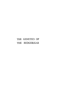 the genetics of the budgerigar