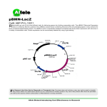 pBMN-LacZ - Allele Biotech