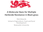 A Molecular Basis for Multiple Herbicide Resistance in Black