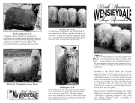 N.A.W.S.A. Trifold - North American Wensleydale Sheep Association