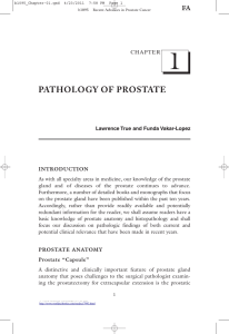 1 PATHOLOGY OF PROSTATE FA