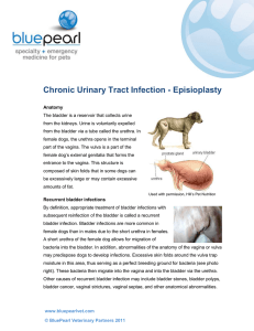 Chronic Urinary Tract Infection - Episioplasty