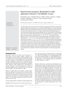 Experimental aerogenic Burkholderia mallei (glanders) infection in