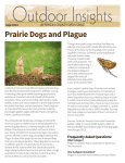 Prairie Dogs and Plague