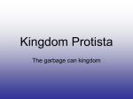 Kingdom Protista - dwight.k12.il.us
