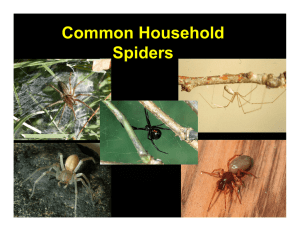 Common Household Spiders