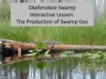 The Production of Swamp Gas
