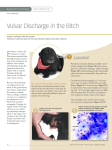 Vulvar Discharge in the Bitch