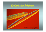 Epulopiscium fishelsoni - Academic lab pages