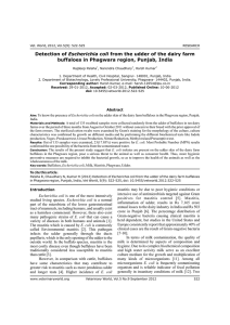 Detection of Escherichia coli from the udder of the dairy farm