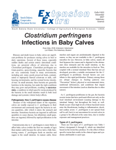 Clostridium perfringens Infections in Baby Calves