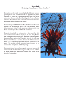 Bromeliads - Cloudbridge Nature Reserve