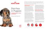 Diarrhea in Puppies - American Kennel Club
