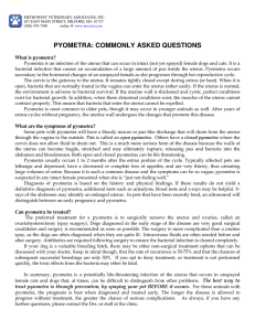 pyometra: commonly asked questions