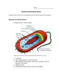 Bacterial cell characteristics