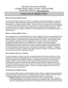 Canine Struvite Bladder Stones - Mountain View Animal Hospital