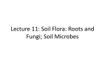 Lecture 11, February 24, 2016 - EPSc 413 Introduction to Soil Science