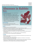 Abscesses in Rabbits - Sawnee Animal Clinic