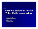 Microbial control of Potato Tuber Moth