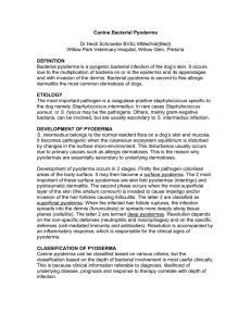 Canine Bacterial Pyoderma