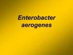 Enterobacter aerogenes